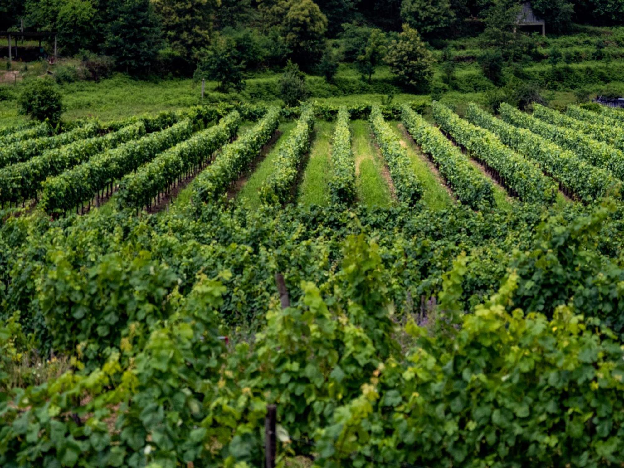 Quinta De Cypriano - Wine & Nature Ponte da Barca Dış mekan fotoğraf