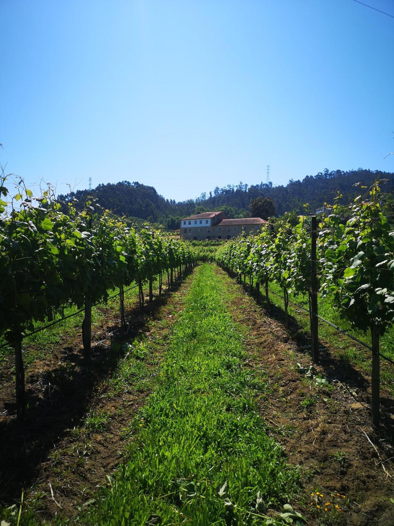 Quinta De Cypriano - Wine & Nature Ponte da Barca Dış mekan fotoğraf